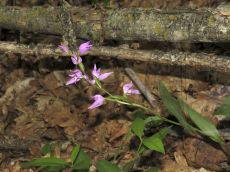 Cephalanthera-rubra_Б-Зеленчук